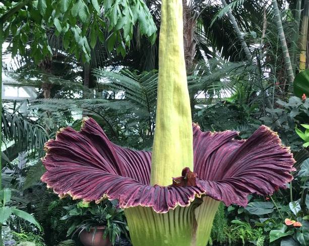 Может ли цветок пахнуть смертью?</p>
<p>Знакомьтесь: Amorphophallus titanum / Флора и фауна / iXBT Live
